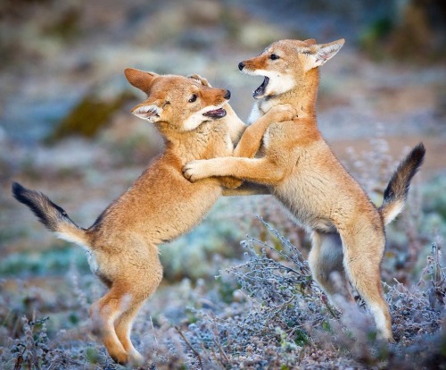 beautiful-wildlife:Ethiopian Wolf pups playing! by Will Burrard-Lucas