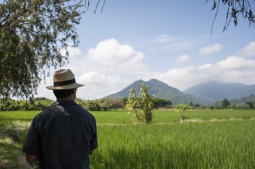 Rice fields on the back roads of Ecuador