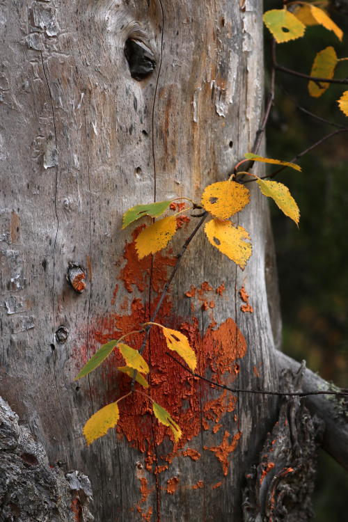 The colours and textures of Vedungsfjällen nature reserve, Dalarna, Sweden.