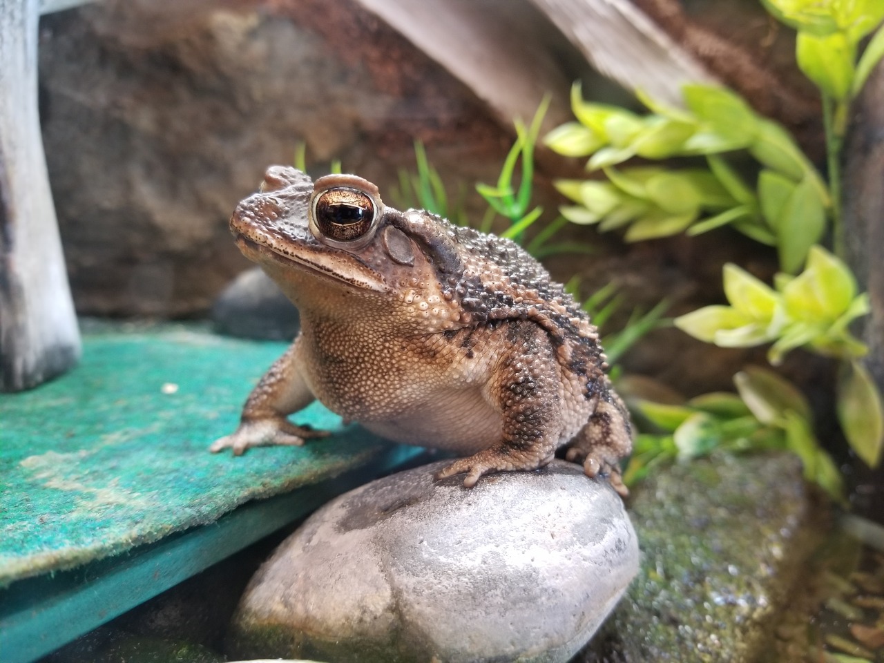 snowflakeeel: snowflakeeel: some lady called the toad that we have at work “ugly