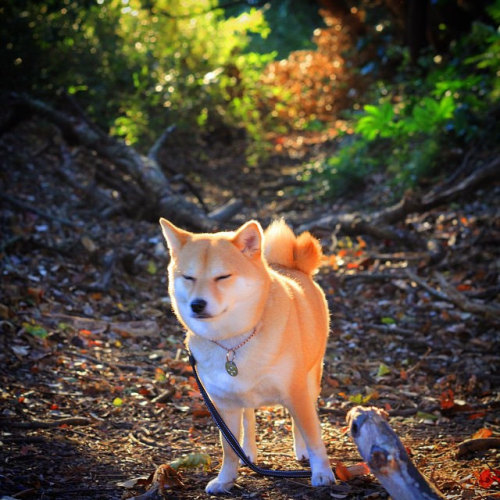 sheeba-inu:また行こうね。 #マル子 #柴犬 #shiba (by tin2bra2_sausage)