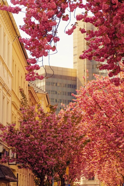 allthingseurope:Cherry Blossom in Bonn, Germany (by Bastian Klammer)