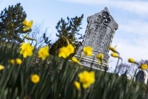 A quiet sunny morning in the Cambridge Cemetery on April 20, 2018. There are only 400 new plots left