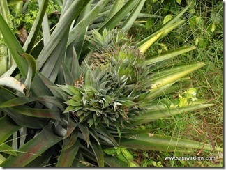 biodiverseed: If a pineapple inflorescence is exposed to excessive heat or excessive