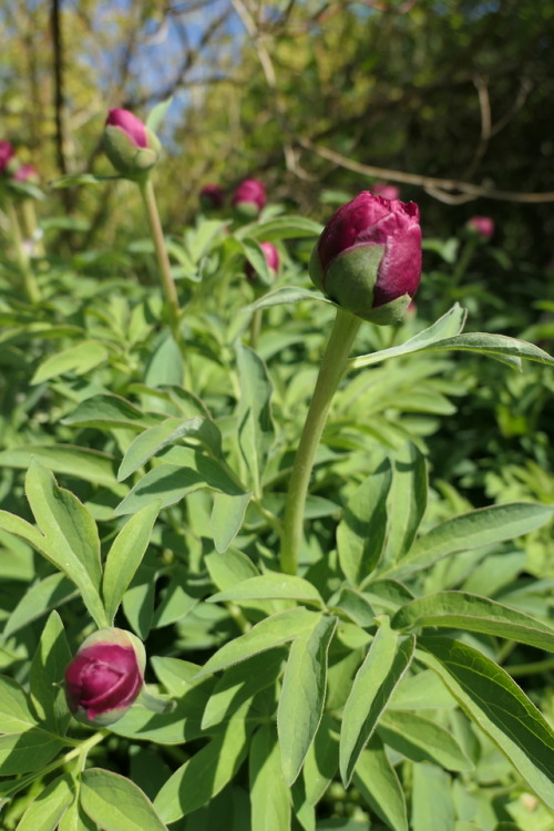 Paeonia humilis ‘Juhannuspioni’ — dwarf peony