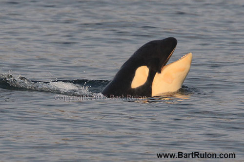 passion4killerwhales: arlluk: J52′s teeth are starting to come in! Photo by Bart Rulon. Awwwww th