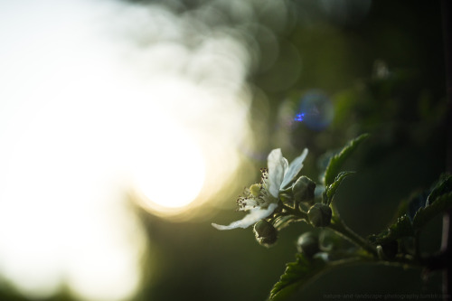 Blackberry Blossom