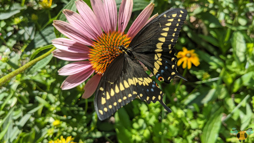 Eastern Black Swallowtail - Papilio polyxenesThe days are getting warmer and sunnier in Toronto whic