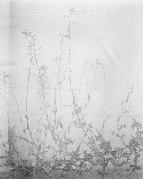 Melanie Schiff, Ghost Flowers, n.d.