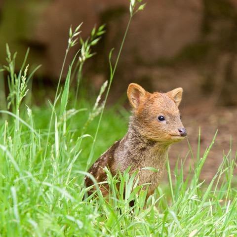 WHO’S HAPPY TO SEE ME???? :D :D :D (source: twitter.com/BristolZooGdns 
