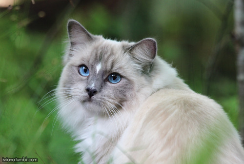 jossisgod:booksandcatslover:isriana:More pics of my ragdoll boy Nemo’s outdoor adventures this