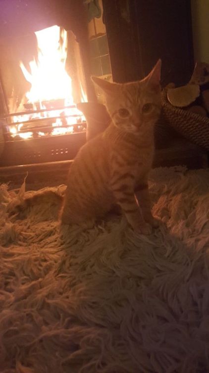 naturelvr69likes: archiesgoon: I wish I looked this cute sitting in front of the fire. @mostlycatsmo
