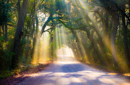 woodendreams:  Edisto Island, South Carolina, US by Kris Woloszynowicz