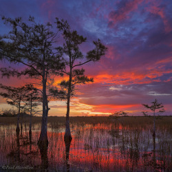 landscapelifescape:  Everglades, Florida,