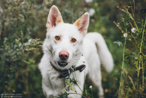 handsomedogs:Olga Filonova | Akela NEED