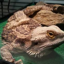 Goodness, baby is shedding so bad! #adventuresofRex #beardeddragons #reptiles #cute