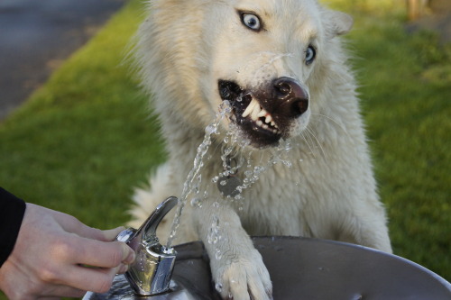 this dog is like one of those attractive people who look ood even while doing stupid shit