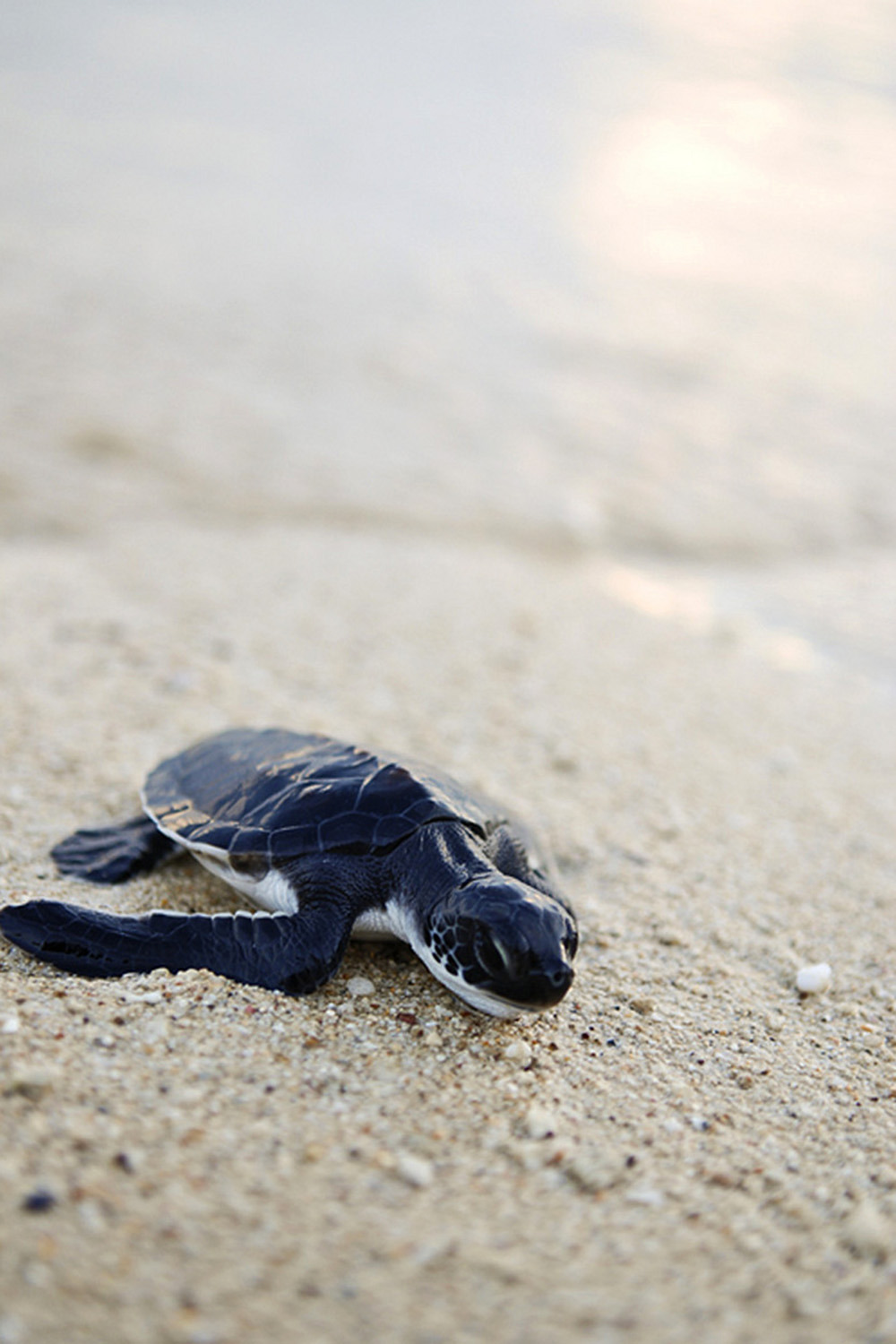 adornstudio:   Baby Turtle | AS  