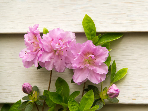 in praise of azaleas