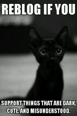 kittehkats:Reblog for Black Cats!