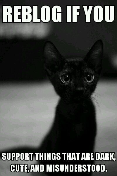 magpie-69:sirgarrison-lordgary:giasiren:kittehkats:Reblog for Black Cats!@sirgarrison-lordgary , @as