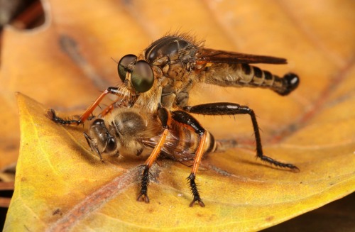 sinobug: Robber Fly (Heligmonevra sp., Asilinae, Asilidae) and Honey Bee Prey  by Sinobug (itchydogi