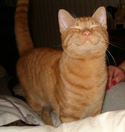 coolcatgroup: Okay everyone stop what you’re doing and look at these cats right