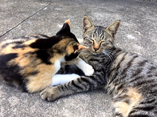 Aoshima [½] by kobalt One of the many cat islands in japan. This one is just off the coast of