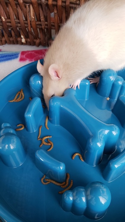 ppilppil:mealworm maze! maybe next time we’ll try with water+peas