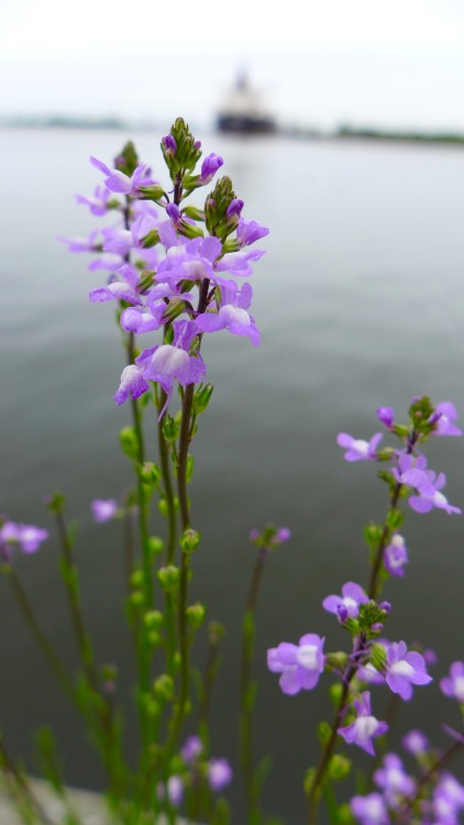 watermoonming: Oldfield-toadflax I