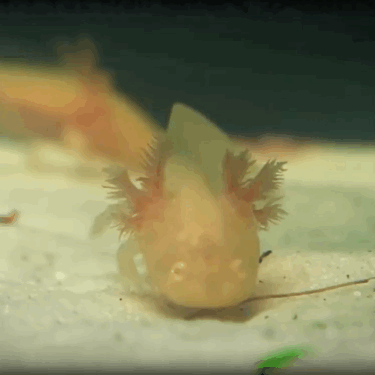Axolotl Gif Explore Tumblr Posts And Blogs Tumgir