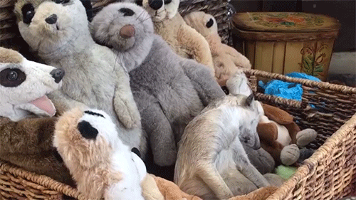 sizvideos:Watch this video of a cute meerkat falling asleep among his fluffy friends