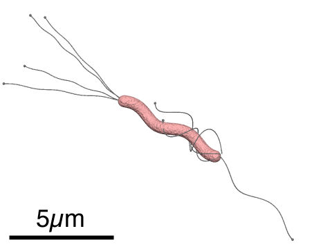 https://commons.wikimedia.org/wiki/File:Helicobacter_pylori_diagram.png#file
