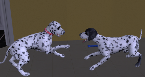 At Least The Dogs Are Getting Along.