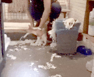 catgifcentral: You Made This Mess. You Will Clean It Up