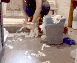 catgifcentral: You Made This Mess. You Will