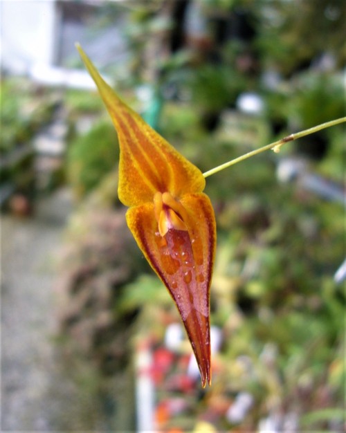 Lepanthes pastoensisOctober 29, 2021