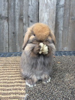 Walterdabunny:  That-Crazy-Animal-Lady:  This Is Mabel. A Five Week Old Holland Lop.