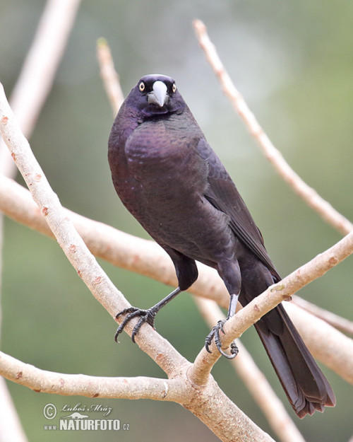 ainawgsd: The giant cowbird (Molothrus oryzivorus) is a large passerine bird in the New World family