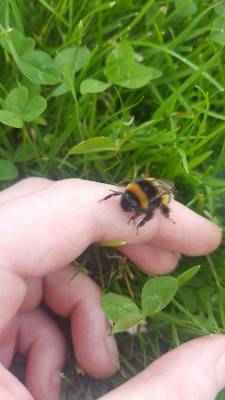 gogh-save-the-bees:  Held this lil pal today 🐝