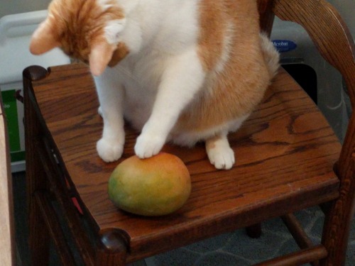 rockyhasthumbs: rickybabyboy: i toucha the fruit, you got fruit? ill touch it for FREE! dont worry a