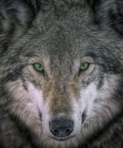 the-smiling-wolf:  beautiful-wildlife:  