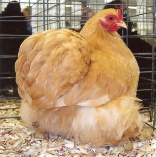 chickenoftheday: the roundest cochins i could find @megapope