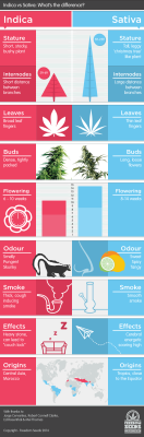 worldofnugs:  Indica & sativa infographic