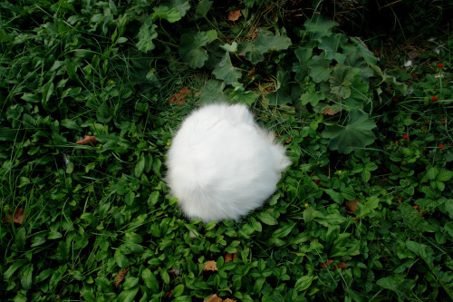 imaginarycircus:cat-government:fluffball exposedAs you can see here the bloom of the cat plant will 