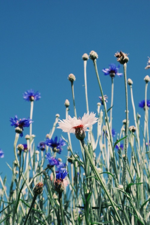 cornflower