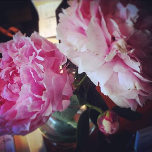 Nothing to cheer up the Monday blues like your favorite flowers. #coworkersgarden #peonies #adore #f