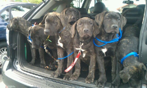 Impresa Kennels Presa Canario Breeders Miami, FL (786) 383-4DOG (4364) See more pics on Facebook Imp