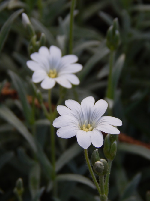 Cerastium tomentosum, hopeahärkki