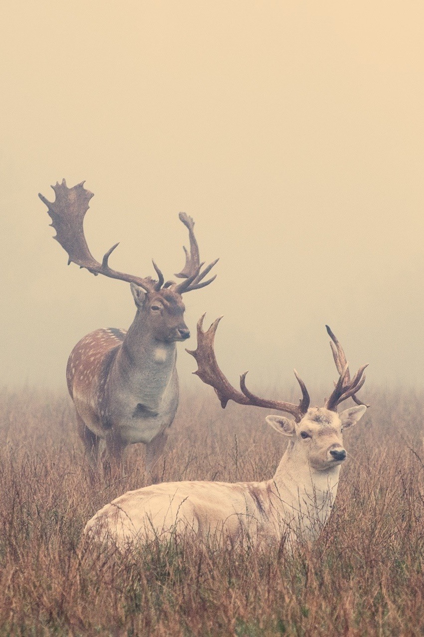 touchthestarss:  *** by Tadas Sadauskas 